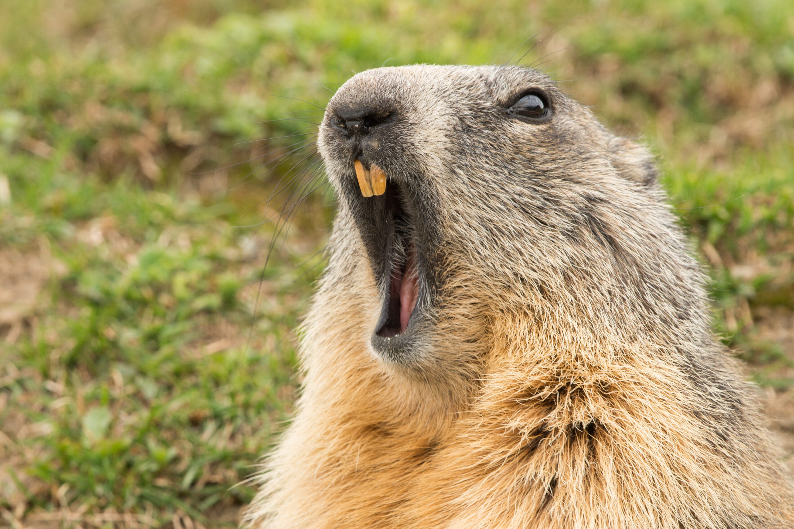 a groundhog with his mouth open showing their top teeth.